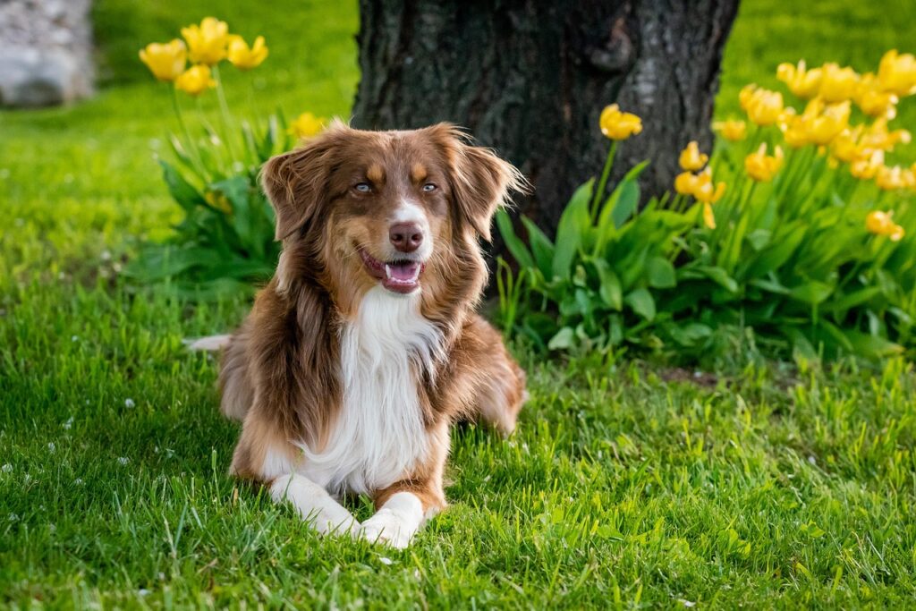 liggraphy-australian-shepherd-7176981_1280