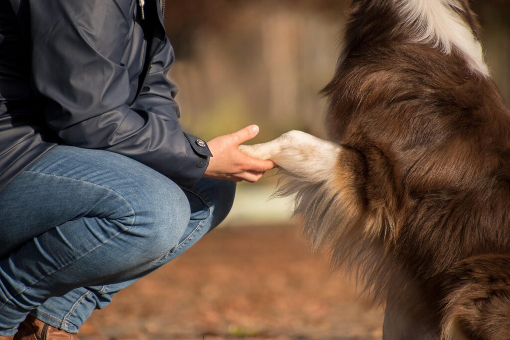 rebeccaspictures-dog-5730166_1280