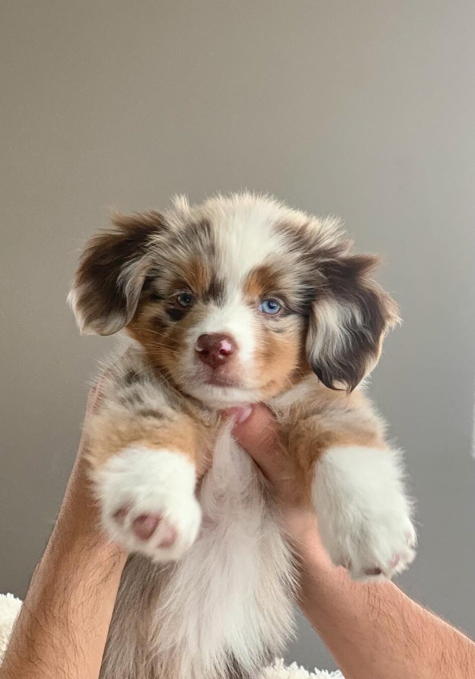 Finn (1)