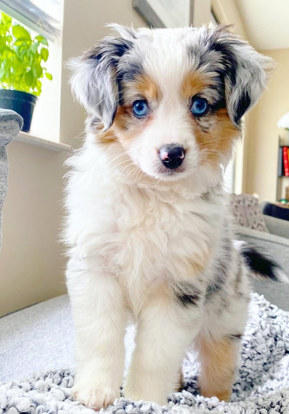 Nala